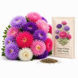 100 Crego Mix Aster Seeds, Non-GMO Callistephus chinensis Seeds, Heirloom, Vibrant Multi-Color Fluffy Feathered Blooms for Cut Flower Garden