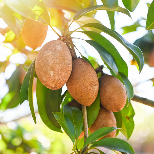 (No Ship to CA,HI,AK) Sapodilla Alano Live Fruit Tree | 30-36 Inches Tall | Sweet Tropical Sapote | Easy to Grow | Great for Home Gardens & Warm Climates