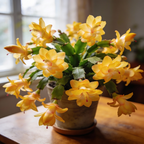 Christmas Cactus Plants Live – Yellow Bloom Variety | 3–4 Inch Pot | Low Maintenance Winter-Flowering Houseplant