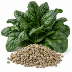 400 Pcs Noble Giant Spinach Seeds, Non GMO, High-Yield, Slow-Bolting, Leafy Greens Spinach Seeds, for Outdoor Planting