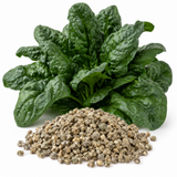 400 Pcs Noble Giant Spinach Seeds, Non GMO, High-Yield, Slow-Bolting, Leafy Greens Spinach Seeds, for Outdoor Planting