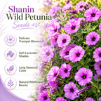 250 Shanin Wild Petunia Seeds, Non-GMO Ruellia humilis Seeds, Easy to Grow, Vibrant Lavender Purple Perennial Wildflower Seeds for Rock Gardens