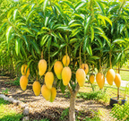 Mallika Mango Trees Live Plants |Sweet Fruit Tree 2.5–3 Ft Tall | Compact Tropical Mango Variety with Rich, Aromatic Fruit | Ideal for Yard, Patio & Warm-Climate Gardens (No Ship to CA, HI, AK)