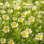 60 Pcs Poached Egg Seeds, Non-GMO, Meadowfoam Seeds, Easy Care, Yellow & White Flower Ground Cover, for Garden Borders and Pots