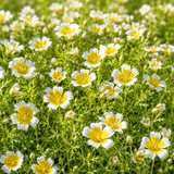 180 Pcs Poached Egg Seeds, Non-GMO, Limnanthes douglasii Seeds, Annual Flowers with Bright Yellow Centers, for Garden Borders and Patios