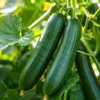 100 Tendergreen Burpless Cucumber Seeds, Heirloom, High-Yield Vegetable Seeds, for Fresh Salads, Pots, Containers & Outdoor Planting