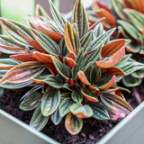 2 Peperomia Live Plant, Peperomia Napoli Nights 2 Inch Potted, Rare Indoor Houseplant for Home Office Decor and Plant Collections