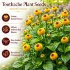 200 Toothache Plant Seeds, Non-GMO Spilanthes oleracea, Heirloom, Eyeball Plant, Peek-A-Boo Electric Buttons Medicinal Herb Seeds, for Pots & Gardens