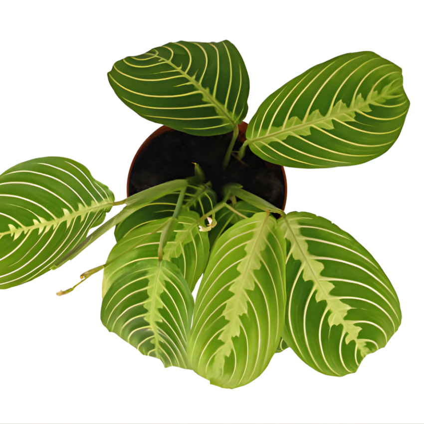 2 Lemon Lime Prayer Plant Live, 4 Inch Pot Size, Potted Indoor Plant, Low Maintenance Foliage Plant for Bright Indirect Light