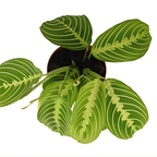 2 Lemon Lime Prayer Plant Live, 4 Inch Pot Size, Potted Indoor Plant, Low Maintenance Foliage Plant for Bright Indirect Light