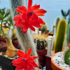Monkey Tail Cactus Live Plant, 2 Inch Pot, Potted Cleistocactus Colademononis, Unique Fuzzy Hanging Cactus for Home and Office Décor