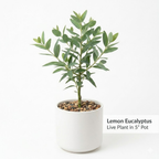 Lemon Eucalyptus Plant Live – Medium Size, Fast Growing & Sun-Loving Live Eucalyptus Tree Plants for Patio, Porch and Deck