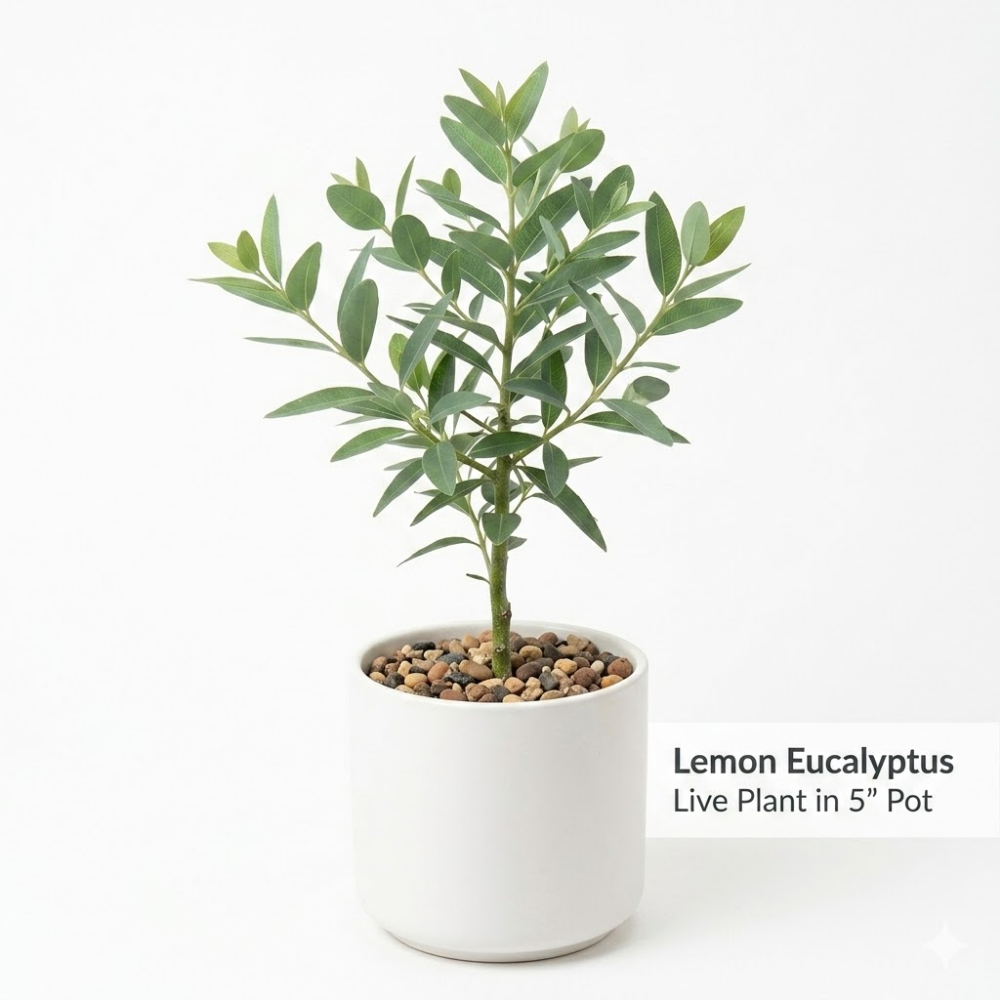 Lemon Eucalyptus Plant Live – Medium Size, Fast Growing & Sun-Loving Live Eucalyptus Tree Plants for Patio, Porch and Deck