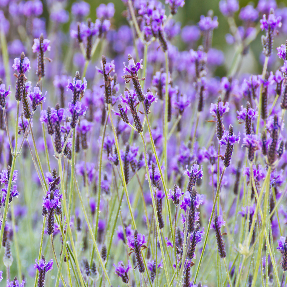 3 Spanish Lavender Plants Live, 3-Inch Pot, Established Lavandula Stoechas Flowering Plant, Compact Aromatic Foliage for Modern Landscape Design