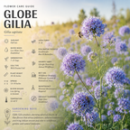100 Pcs Globe Gilia Seeds for Planting Outdoors, Non-GMO Heirloom Blue Wildflowers, Sturdy Low Maintenance Spherical Blooms for Yard Borders