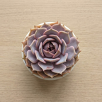 Echeveria Minima Live Succulent in 2 Inch Potted, Plant for Home Office, Wedding Hanging Decoration & DIY Projects