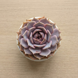Echeveria Minima Live Succulent in 2 Inch Potted, Plant for Home Office, Wedding Hanging Decoration & DIY Projects