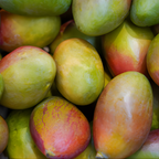 (No Ship to CA, HI, AK) Grafted Valencia Pride Yellow Mango Plant 2.5–3 Ft | Live Mango Fruit Tree | Fast-Growing Tropical Variety for Outdoor Growing & Container Gardening