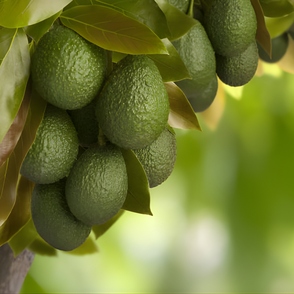 (No Ship to CA,HI,AK) HASS Avocado Tree Live Plants – 2.5–3 Ft Live Plant | Delicious Avocados for Fresh Eating & Home Gardening