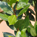 Bay Leaf Tree Live Plant | Laurus Nobilis Sweet Bay Tree | Bay Laurel Plant - 6 to 10 Inch Tall Starter Plant for Home & Garden, Well-Rooted