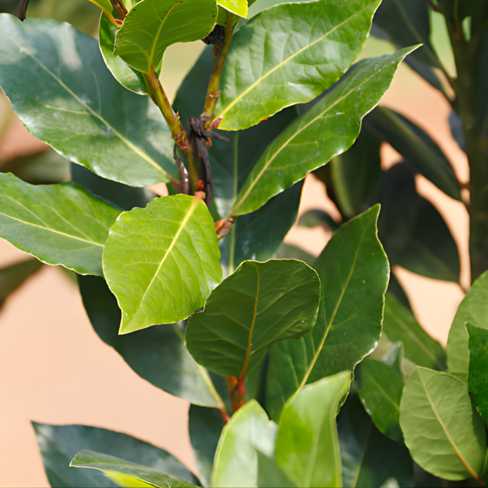 Bay Leaf Tree Live Plant | Laurus Nobilis Sweet Bay Tree | Bay Laurel Plant - 6 to 10 Inch Tall Starter Plant for Home & Garden, Well-Rooted
