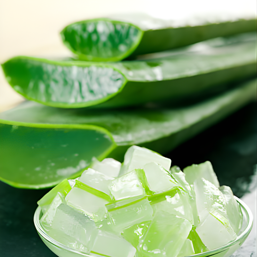 Aloe Vera Aloe Vera Live Plant for Planting in Size 2 Pot | Vibrant, Low-Maintenance Aleo Plant for Patio, Balcony & Indoor Spaces | Perfect for Plant Enthusiasts & Beginners