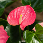 Anthurium Live Plant - Pink Anthurium, Aturios Planta Viva in 4 Inch Pot, Air Purifying Flowering Indoor Houseplant, Home, Room, or Office Décor, Easy to Grow