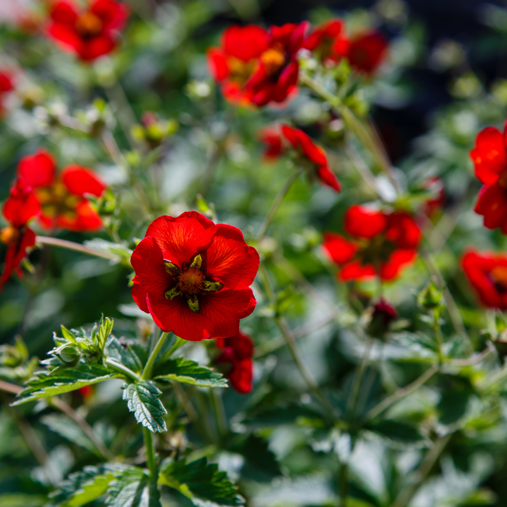 200 Pcs Scarlet Cinquefoil Seeds, Heirloom Non-GMO Perennial, Low Maintenance Deep Red Blooms for Yard Borders