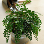 2 Button Fern Live Plant, Live Fern Plants in 2 Inch Pot, Air-Purifying, Low Maintenance, Perfect for Home and Office Décor, Easy to Care