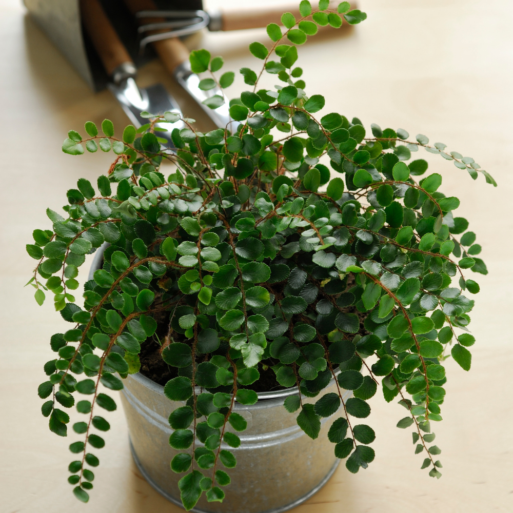 2 Button Fern Live Plant, Live Fern Plants in 2 Inch Pot, Air-Purifying, Low Maintenance, Perfect for Home and Office Décor, Easy to Care