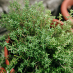 2 Thyme Plants Live, Lemon Thyme, Aromatic Potted Herb, Well-Rooted 4" Plant for Indoor Windowsills and Outdoor Spots