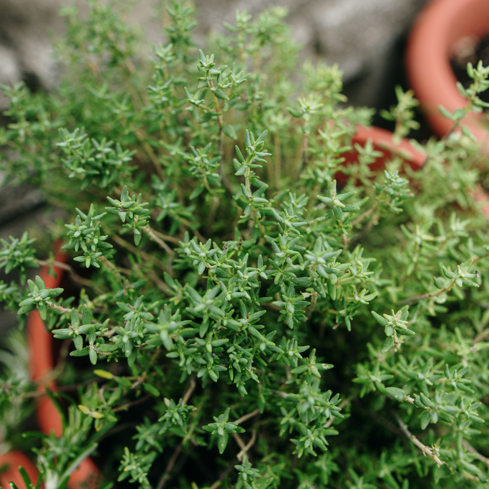 2 Thyme Plants Live, Lemon Thyme, Aromatic Potted Herb, Well-Rooted 4" Plant for Indoor Windowsills and Outdoor Spots