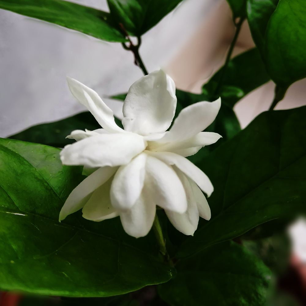 Maid of Orleans Jasmine Flower Plant in 4’’ Inch Pot | Live Jasmine Potted Plant Indoor | Suitable for Windowsills, Desks & Small Spaces | Perfect Fragrant Accent Plant for Home, Office
