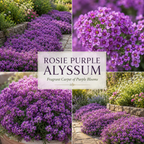 1500 Alyssum Seeds for Planting, Vigorous Non-GMO Heirloom Rosie Purple Seeds, Low Maintenance Fragrant Blooms for Borders & Patios