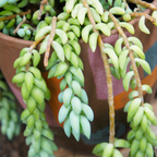 2 Succulent Plants, Donkey Tail Succulent Plants Live in 2 Inch Pot, Plant for Home Office, Wedding Hanging Decoration & DIY Projects
