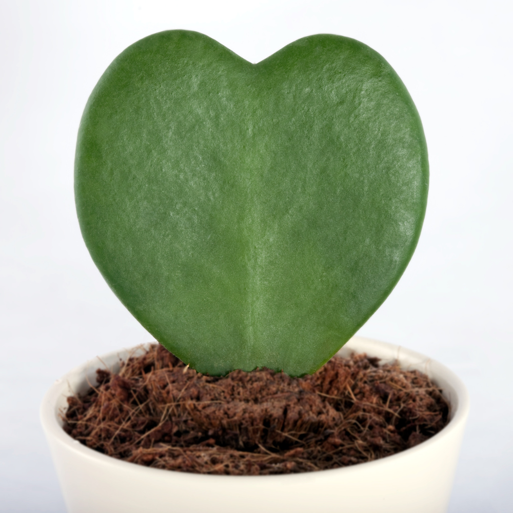 Live Green Hoya Kerrii Plant | Heart Leaf Vine in 4-Inch Pot | Established Tropical Indoor Plant | Versatile Heart-Shaped Foliage for Modern Design