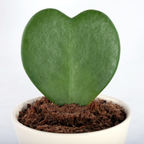 Live Green Hoya Kerrii Plant | Heart Leaf Vine in 4-Inch Pot | Established Tropical Indoor Plant | Versatile Heart-Shaped Foliage for Modern Design