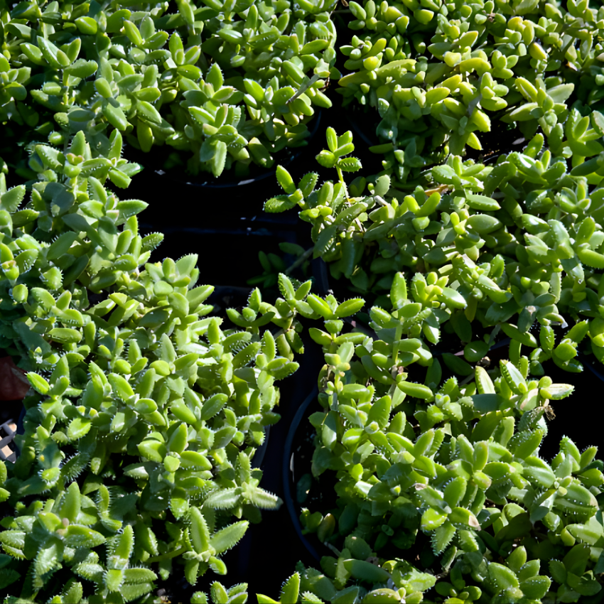 Pickle Plant, Delosperma Echinatum Live Succulent in 4 Inch Pot, Rare Live Succulent Cactus Plants for Desk Decor and Small Spaces