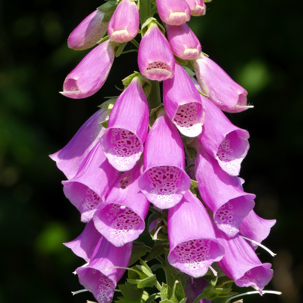 2 Foxglove Digitalis Purpurea Live Plant, 3-Inch Pot, Established Live Flowering Plant, Classic Tall Spire Blooms for Modern Landscape Design