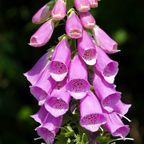 2 Foxglove Digitalis Purpurea Live Plant, 3-Inch Pot, Established Live Flowering Plant, Classic Tall Spire Blooms for Modern Landscape Design
