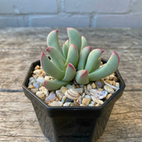 Live Lobster Claw Plant Cheiridopsis Candidissima | 4" Potted Succulent | Low Maintenance, Well-Rooted Desk Plant for Modern Interiors