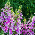 3 Foxglove Live Plant in 3-inch Pot, Established Live Flowering Plant, Well-Rooted & Low Maintenance Outdoor Garden Plant