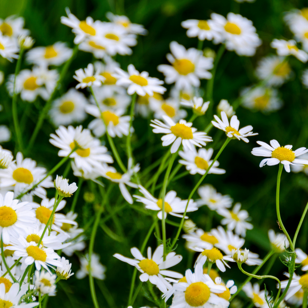 2 Ox-Eye Daisy Plants Live for Planting, 3-Inch Pot, Established Live Flowering Plant, Drought Tolerant White Daisy for Sun and Borders
