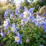 200 Pcs Columbine Seeds, High Germination Blue Colorado for Planting, Robust Low Maintenance Striking Bi-Color Flowers for Partially Shaded Gardens