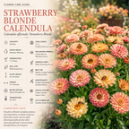 25 Pcs Strawberry Blonde Calendula Seeds, Heirloom Non-GMO Edible Flowers, Low Maintenance Peach & Pink Blooms for Yard Borders
