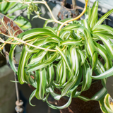Curly Spider Plant Live in 2 Inch Pot, Live Spider Plants Indoor, Air-Purifying, Low Maintenance, Perfect for Home and Office Décor, Easy Care Starter Plants
