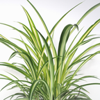 3 Spider Plants Live House Plants, Spider Plant in 4 Inch Pot, Low Maintenance, Thrives in Home & Office, Perfect for Plant Enthusiasts