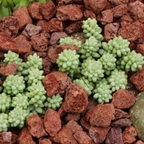 2 Live Succulents Donkey Tails in 4 Inch Pot, Air-Purifying, Low Maintenance, Perfect for Home and Office Décor, Easy to Grow