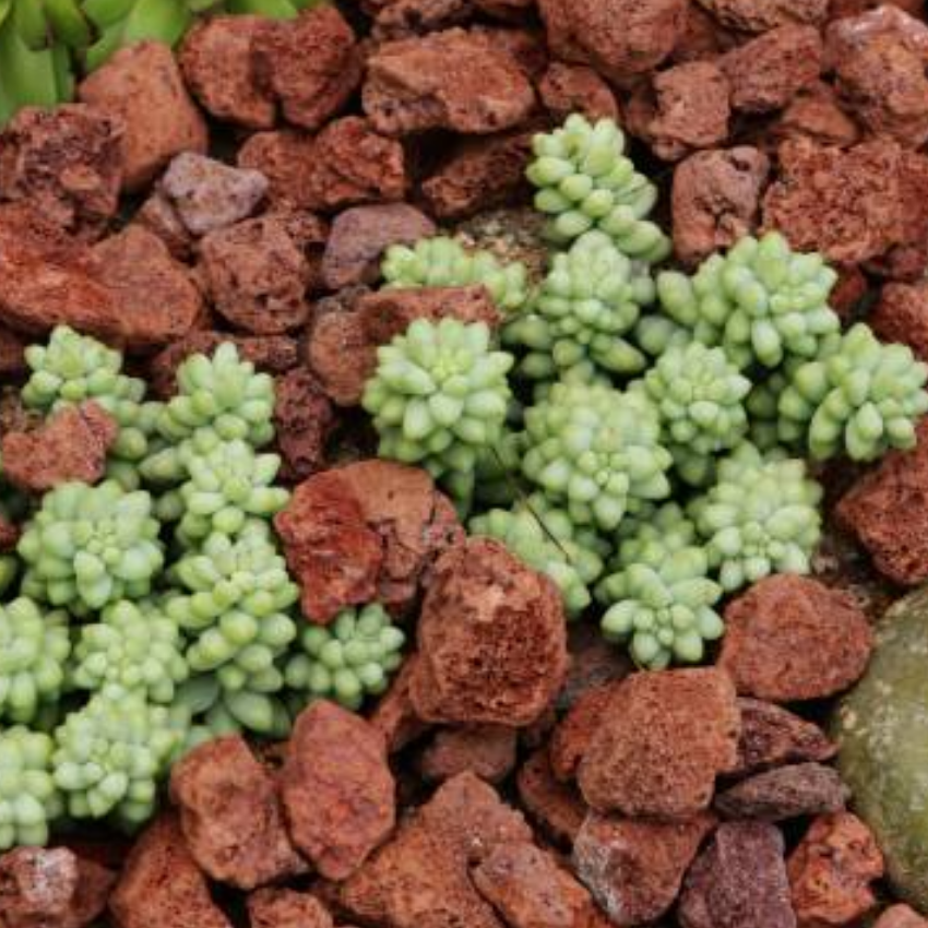 2 Live Succulents Donkey Tails in 4 Inch Pot, Air-Purifying, Low Maintenance, Perfect for Home and Office Décor, Easy to Grow