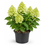 Limelight Hydrangea Tree Live Plant, 6-12" Tall in Quart Pot, Panicle Hydrangea for Planting, Grow Robust, Easy to Care Flowers for Landscapes